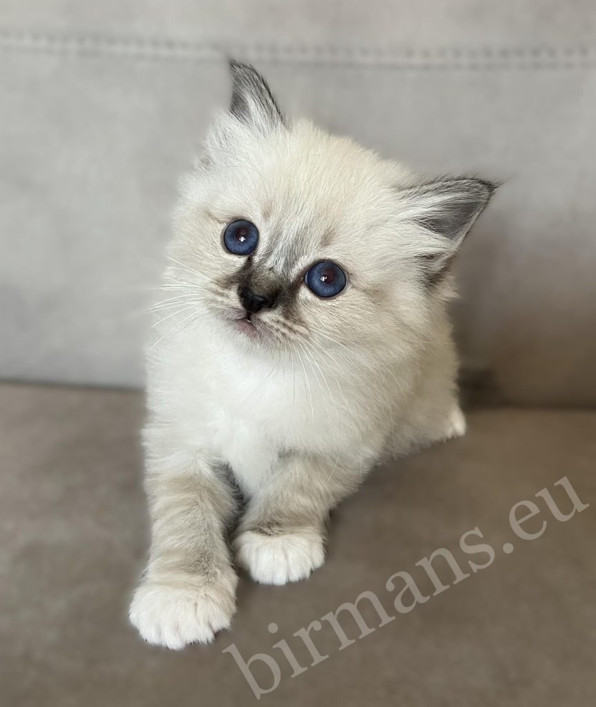 Saba Warden, chaton Birman mâle seal tabby
