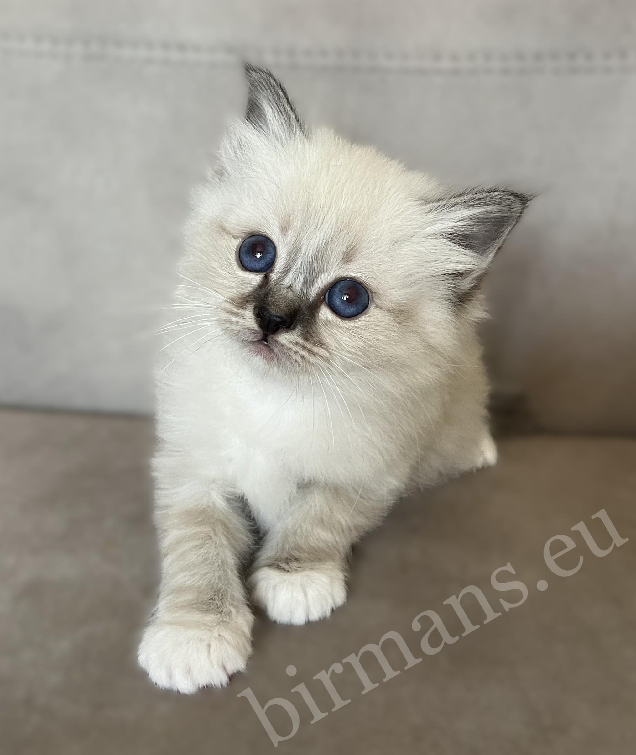 Saba Warden, chaton Birman mâle seal tabby