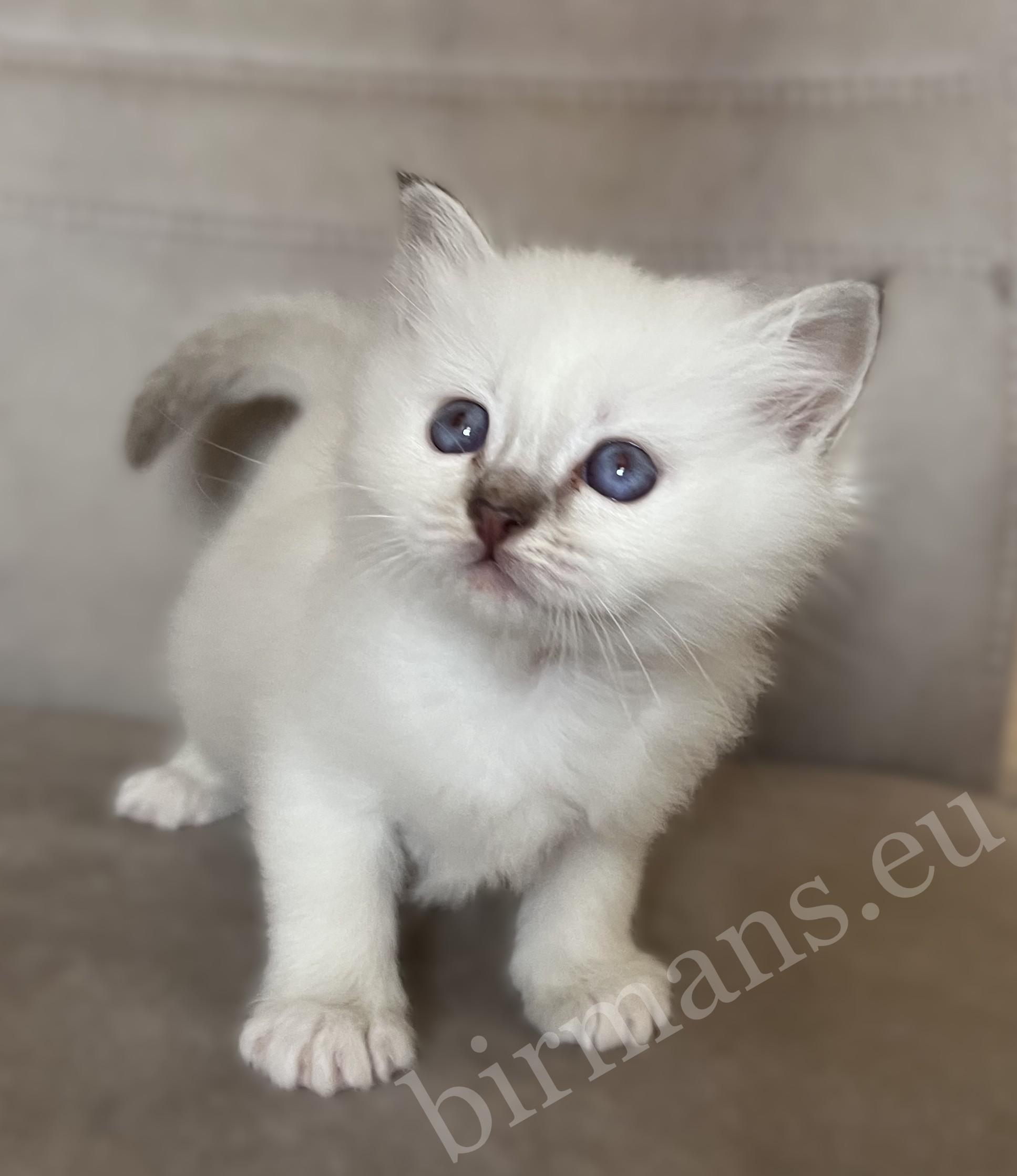 Saba Willow, chatonne Sacré de Birmanie chocolat tabby en position debout