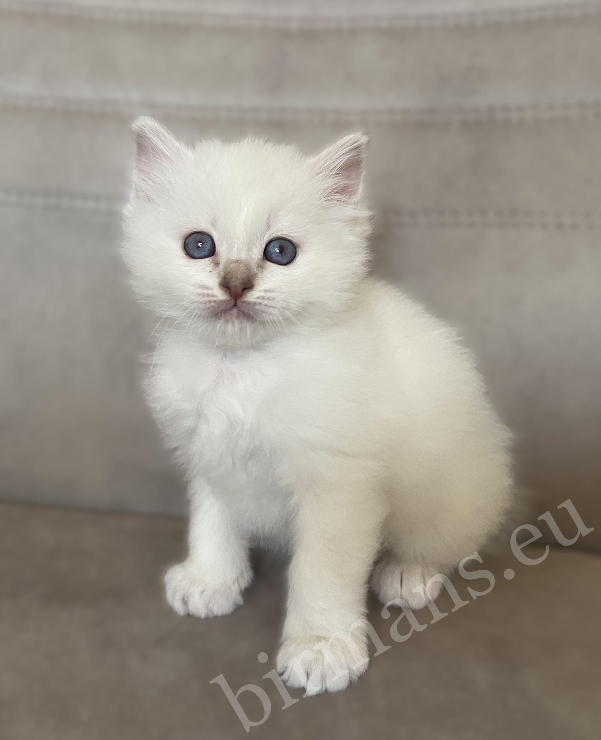 Saba Whisper, chaton mâle Birman lilas tabby en position assise