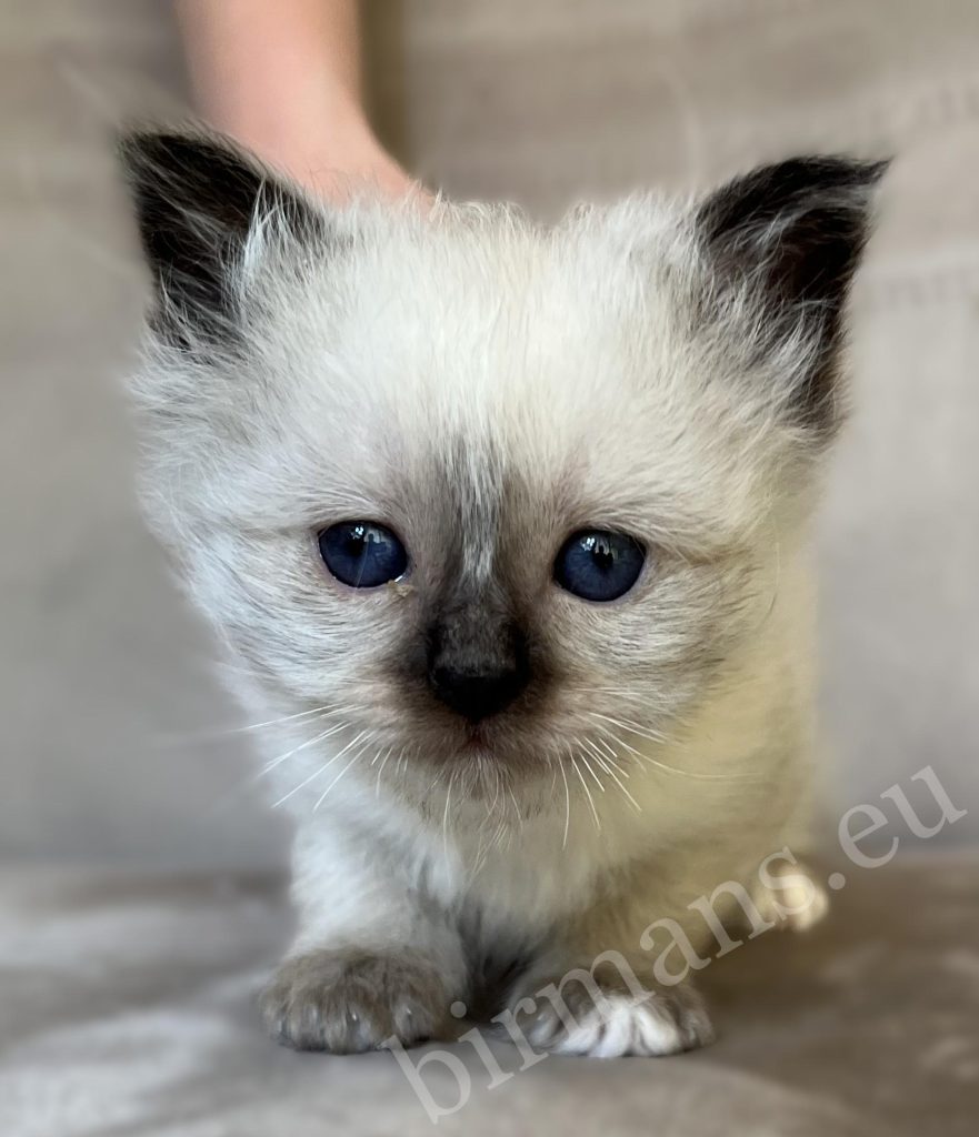Saba Xylo, chaton Birman mâle seal point