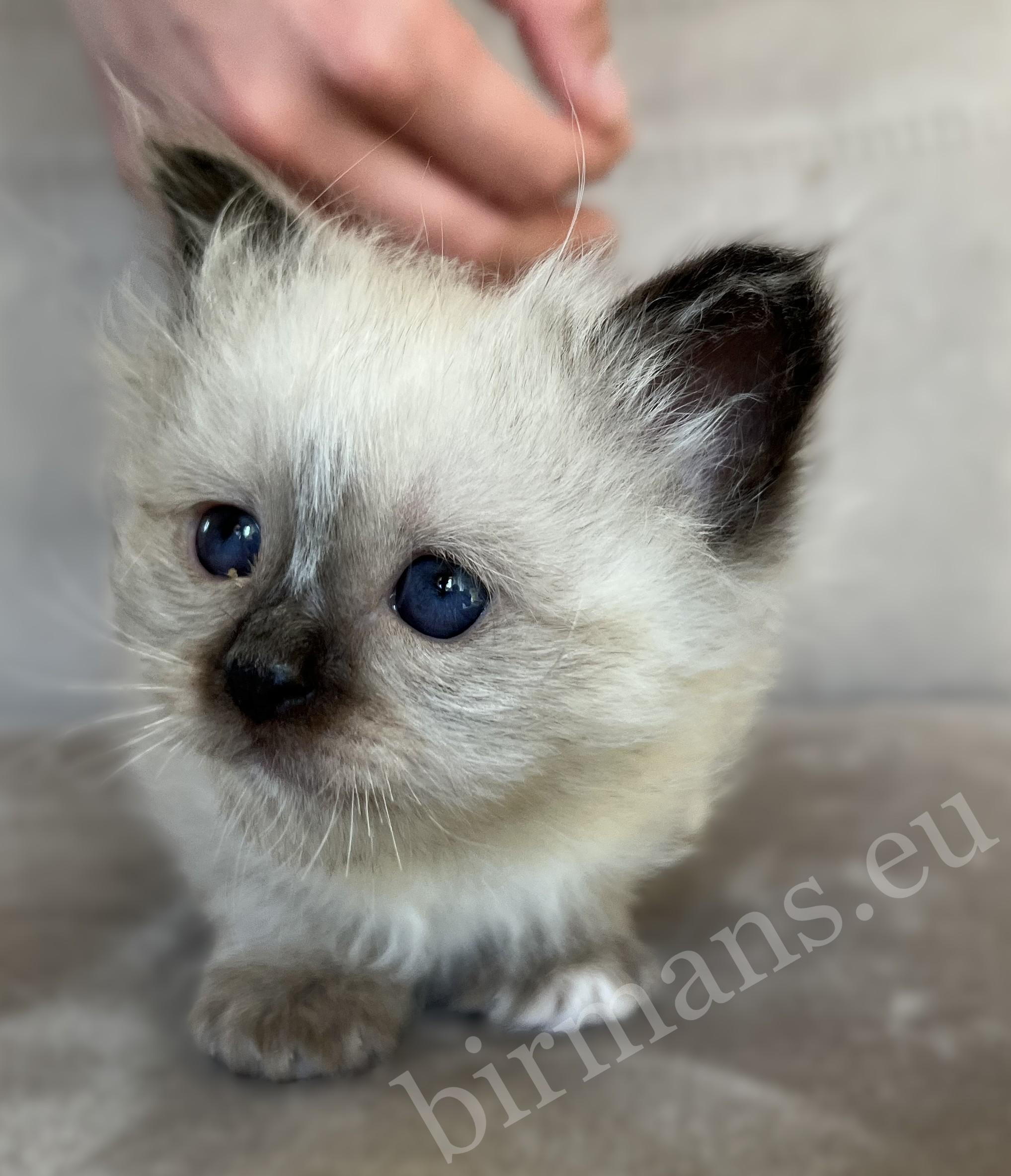 Saba Xylo, chaton Birman mâle seal point pendant qu'il est caressé