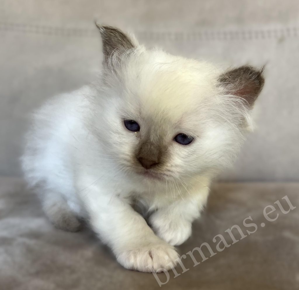 Saba Xavian, chaton mâle Birman chocolat point