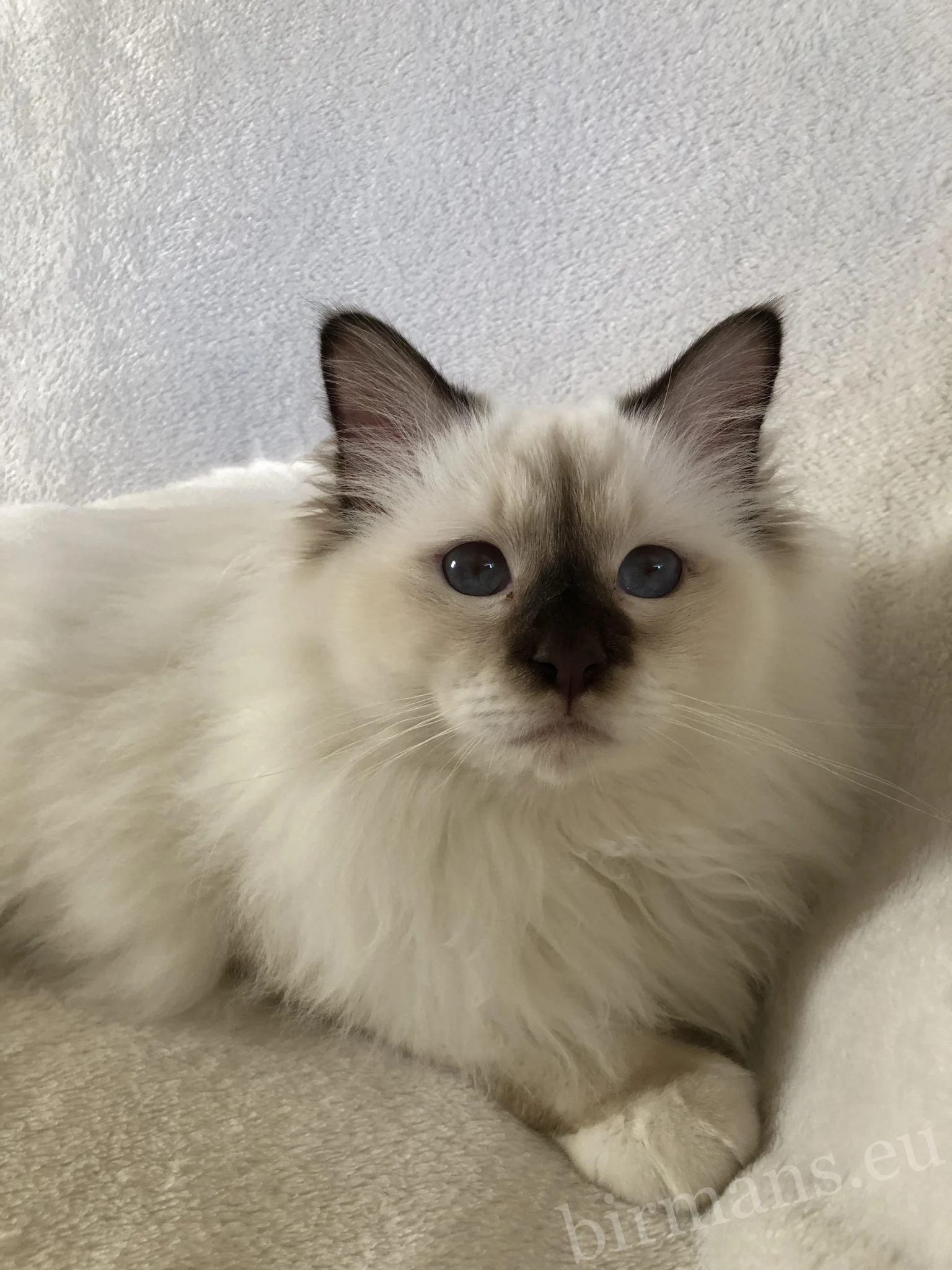 Portrait du mâle Birman ECH Beethoven Johnnatarie-E of Saba – qualité Champion d'Europe