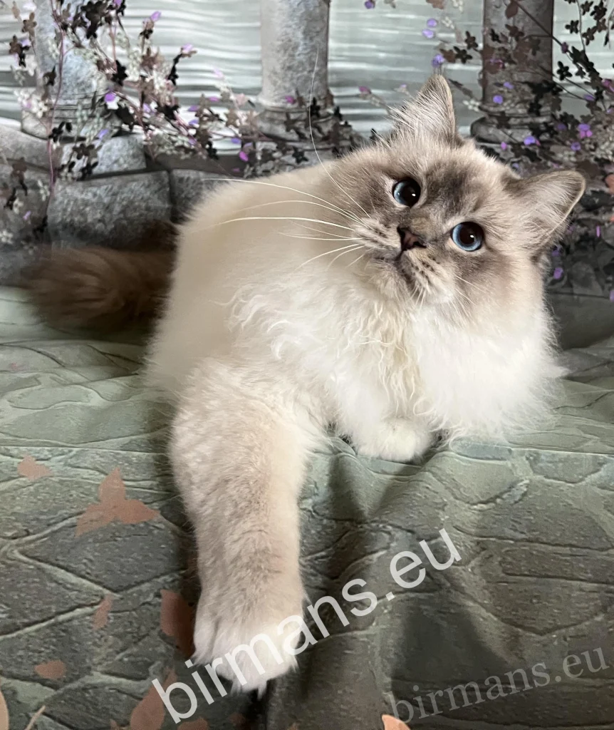 Portrait du mâle Birman ECH Yochi de Matiyazur Fr of Saba – qualité Champion d'Europe