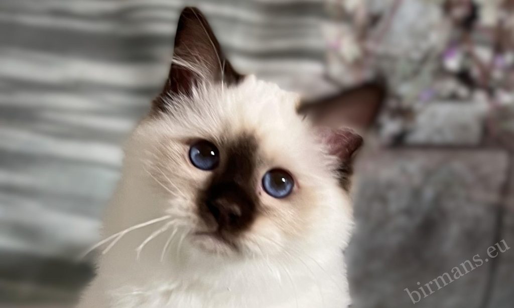 Portrait en gros plan d'un chaton Birman chocolat – yeux bleus caractéristiques et traits délicats