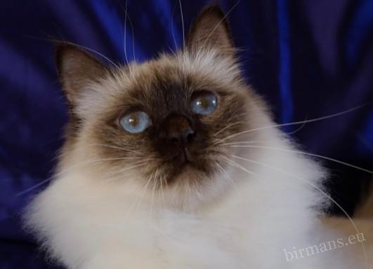 Portrait d'ICH Hiset Laty Mary, chatte Sacré de Birmanie – élevage Saba Birman, lignée documentée