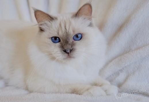 Portrait d'IC Nofretete von Blütengarten chat Sacré de Birmanie – historique génétique documenté