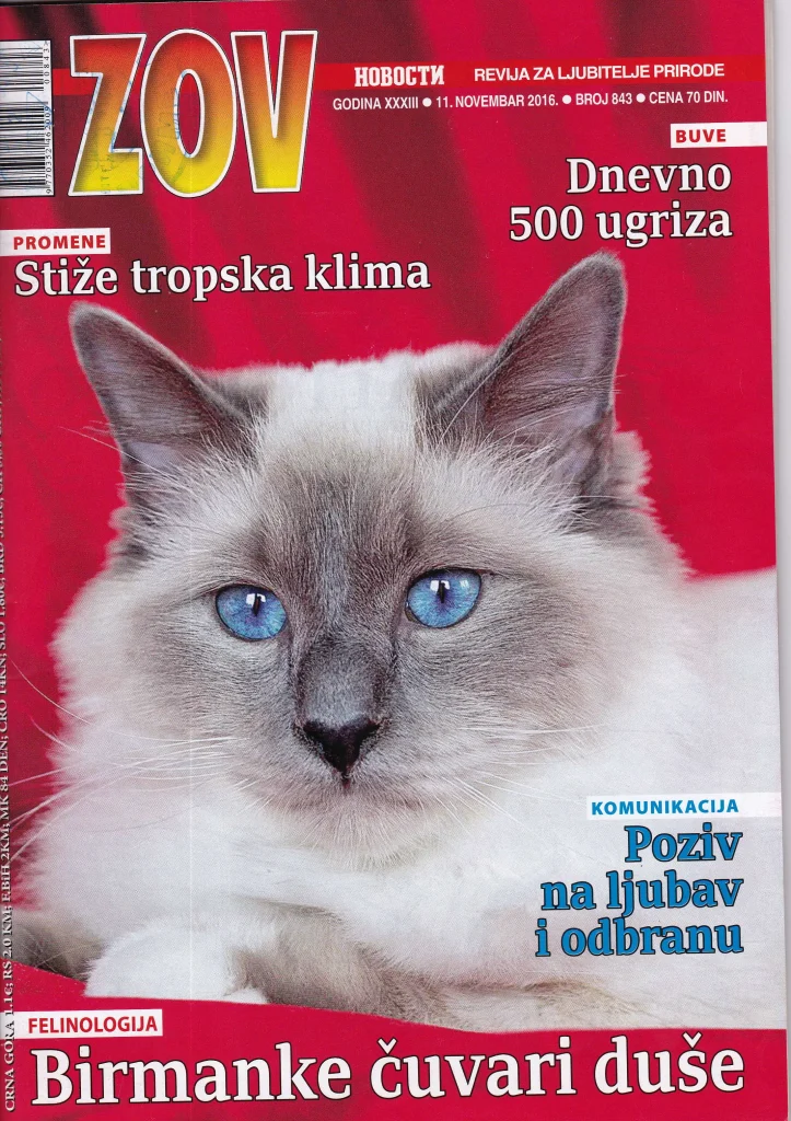 Article de journal serbe sur le chat champion du monde de l'élevage Saba Birman, Azzurro – présentation en couverture