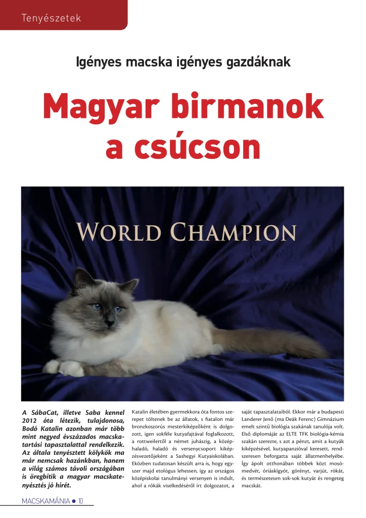Article de journal hongrois sur l'élevage Saba Birman – présentation des résultats d'expositions internationales et des lignées de champions du monde