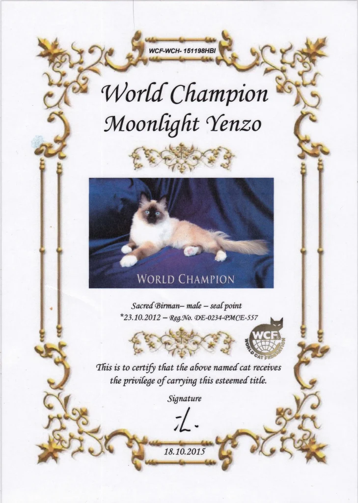 Certification WCF du titre de champion du monde de WCH Moonlight Yenzo of Saba – Chat sacré de Birmanie