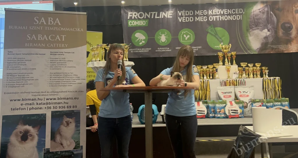 Présentation de la race Birman, Macska Mánia Budapest 2025, Élevage Saba Birman