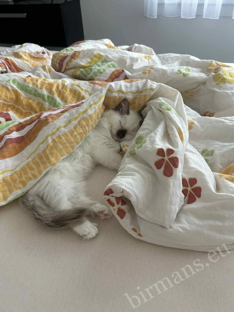 Chat Birman Saba Gigi se reposant dans une couverture dans un lit en Hongrie – retour réel d'un client, environnement domestique
