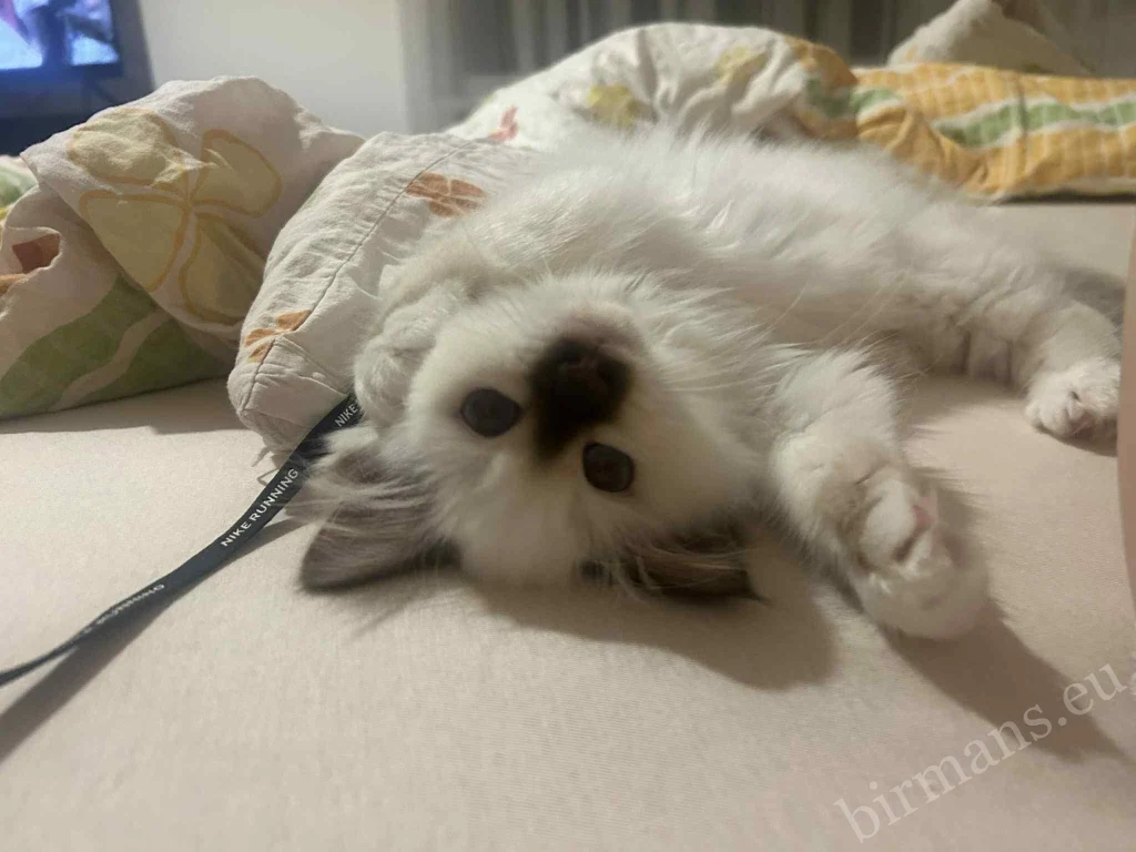 Portrait rapproché du chat Birman Saba Gigi dans une couverture en Hongrie – retour réel d'un client, environnement domestique paisible