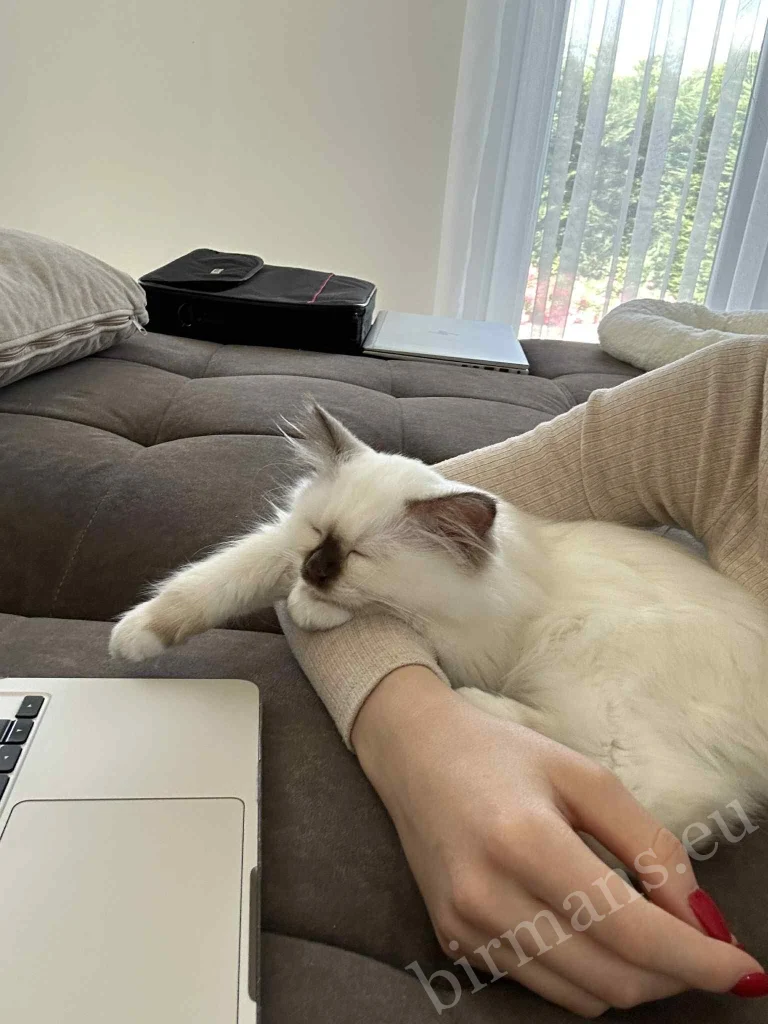 Chat Birman Saba Gigi s'endormant dans les bras de son propriétaire en Hongrie – retour réel d'un client, confiance et attachement