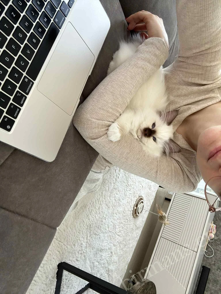 Chat Birman Saba Gigi dans les bras de son propriétaire pendant le travail en Hongrie – retour réel d'un client, vie commune