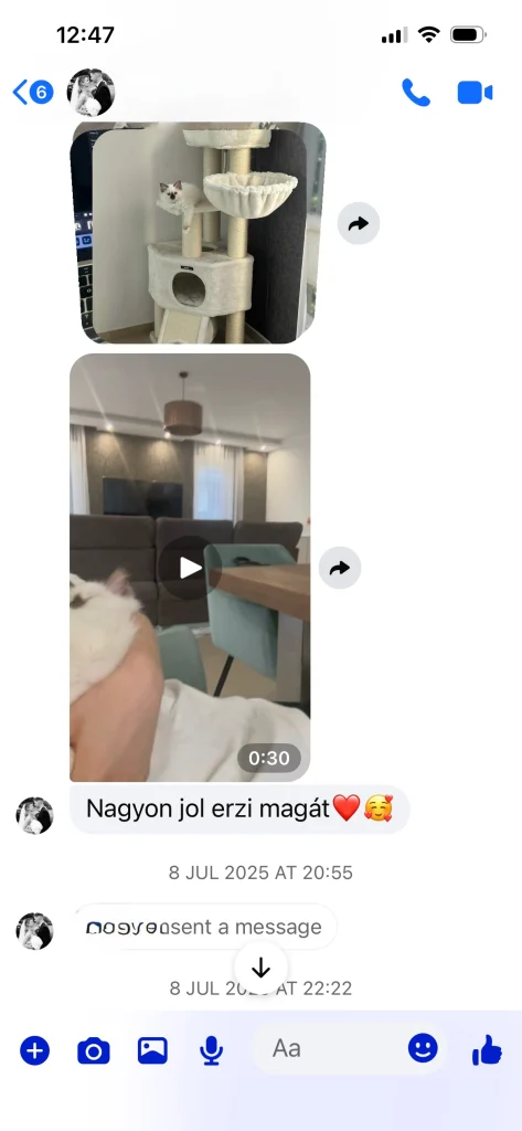 Retour du propriétaire de Saba Gigi avec citation – expérience réelle d'un client et images domestiques