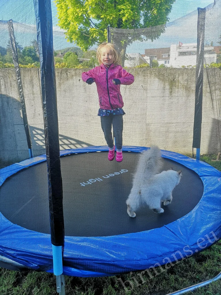 Chats Birmans Saba Wanderer et Saba Hamlet avec une petite fille sur un trampoline en Suisse – véritable retour client