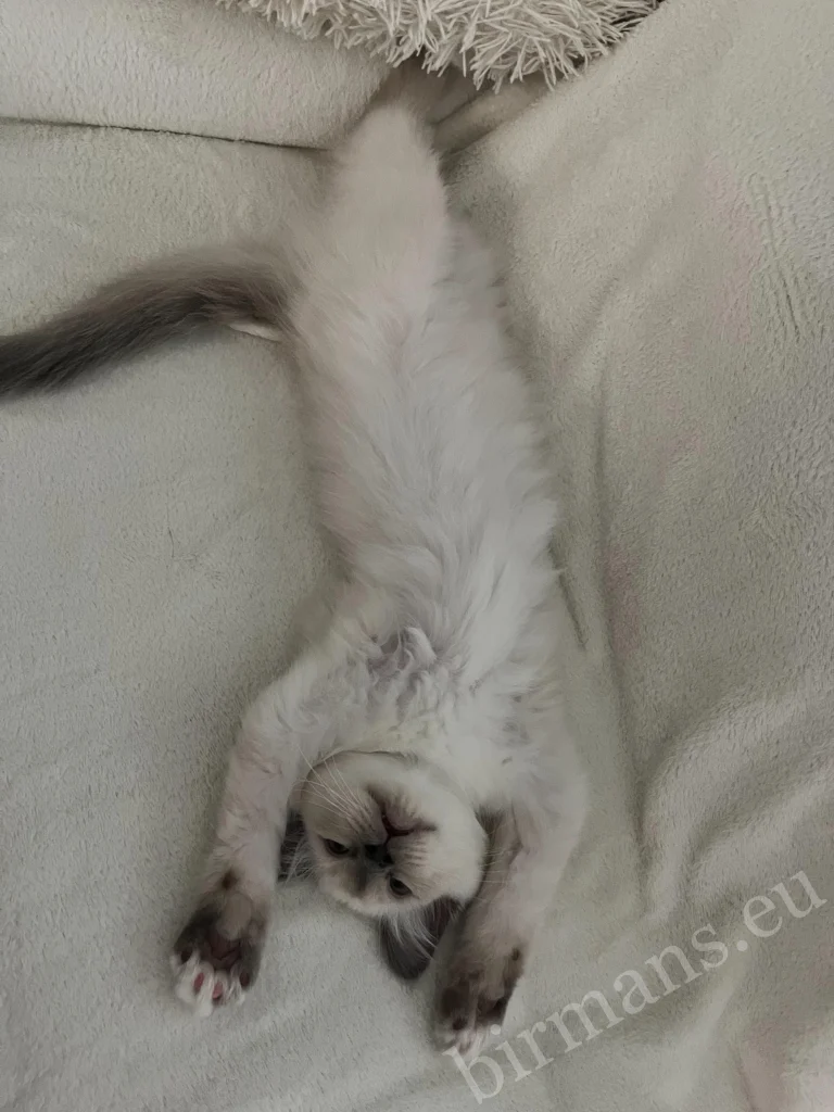 Chat Birman Saba Julian se reposant sur un canapé en Hongrie – posture ludique, véritable retour client