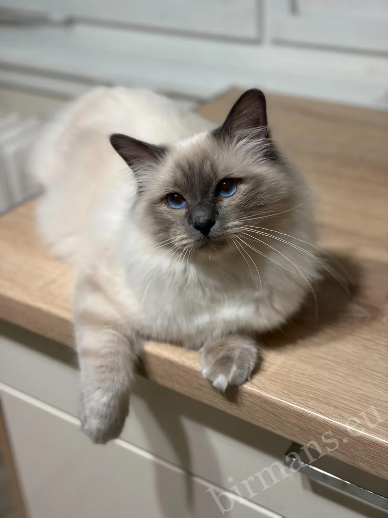 Chat Birman Saba Julian assis sur une table en Hongrie – yeux bleus caractéristiques, véritable retour client