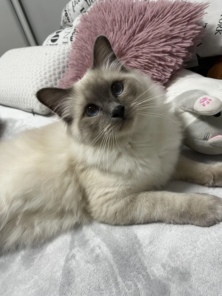 Chat Birman Saba Julian se reposant dans son lit en Hongrie – véritable retour client, photo prise dans un environnement domestique