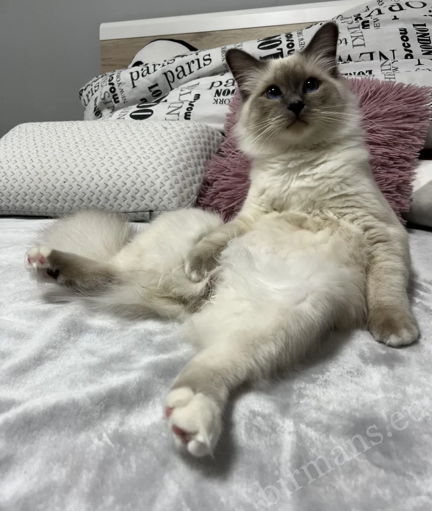 Chat Birman Saba Julian regardant la télévision en Hongrie – véritable retour client, situation de vie domestique