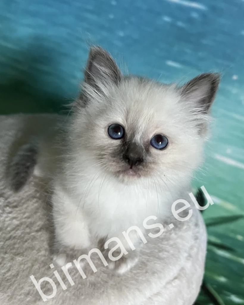 Chaton Birman Saba Julian à l'élevage Saba – jeune âge, photo prise chez l'éleveur