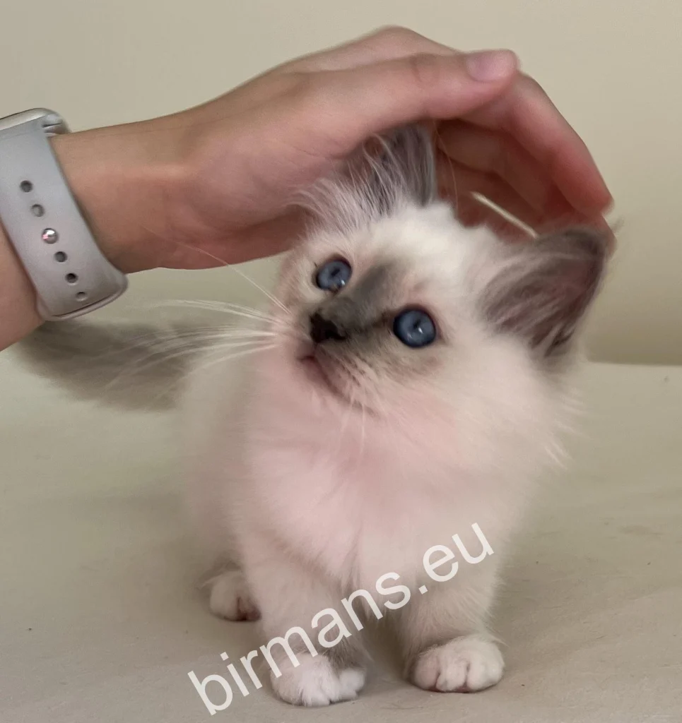 Chat Birman Saba Noelle en train d'être caressé à l'élevage Saba en Hongrie