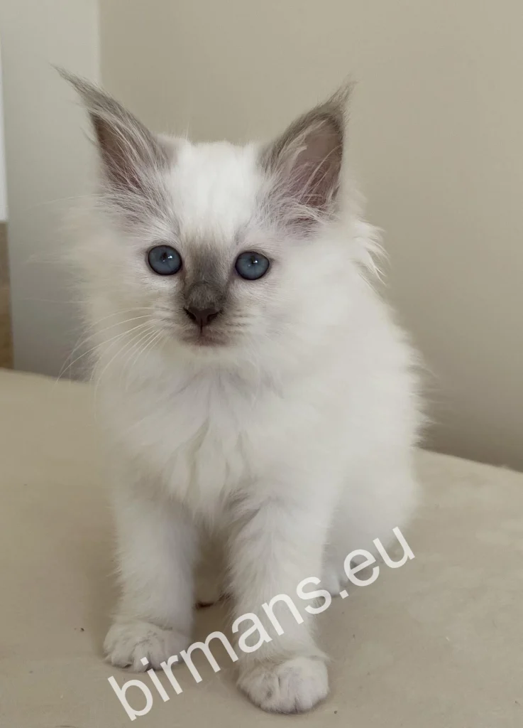 Chat Birman Saba Nova à l'élevage Saba en Hongrie