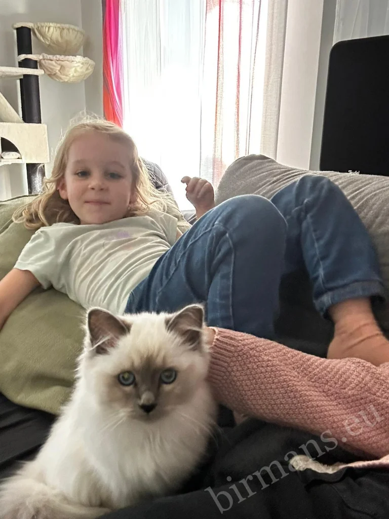 Chats Birmans Saba Nova et Saba Noelle avec un jeune enfant dans un lit en Autriche – véritable retour client