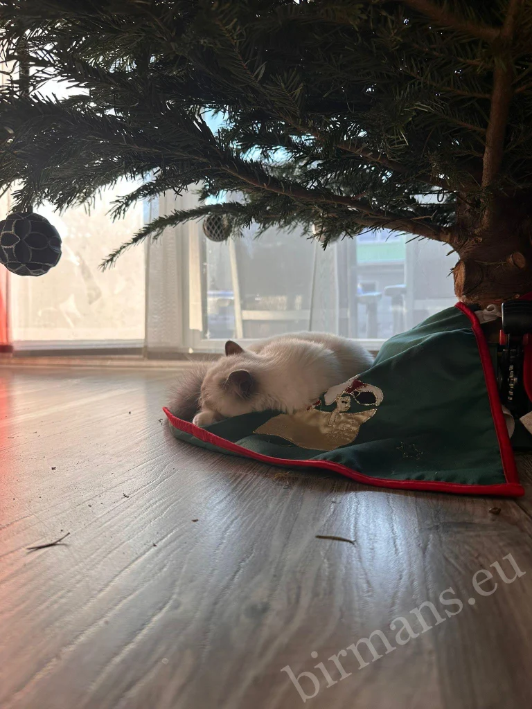 Chats Birmans Saba Nova et Saba Noelle sous un sapin de Noël en Autriche – véritable retour client