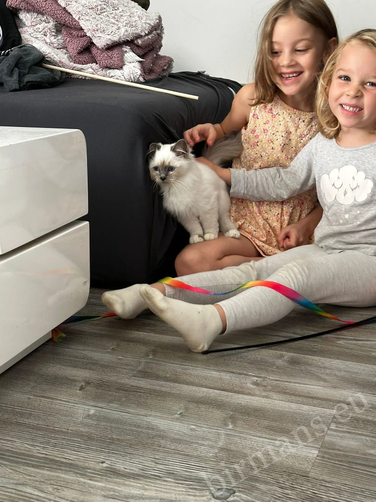 Chat Birman Saba Nova ou Saba Noelle avec deux enfants en Autriche – véritable retour client