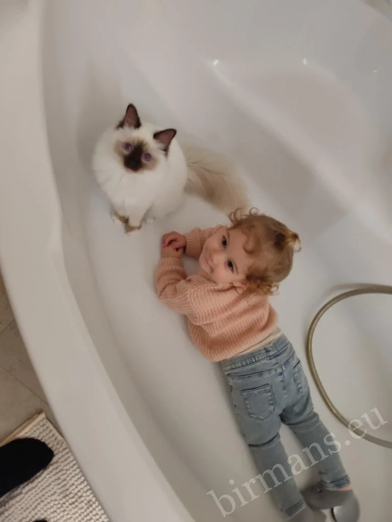 Chat Birman Saba Poppy et un jeune enfant dans une baignoire en Hongrie – véritable retour client, coexistence paisible