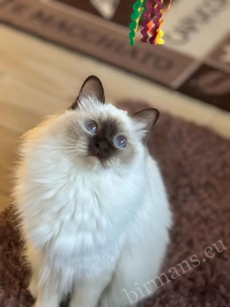 Portrait en gros plan du chat Birman Saba Poppy en Hongrie – yeux bleus caractéristiques, véritable retour client