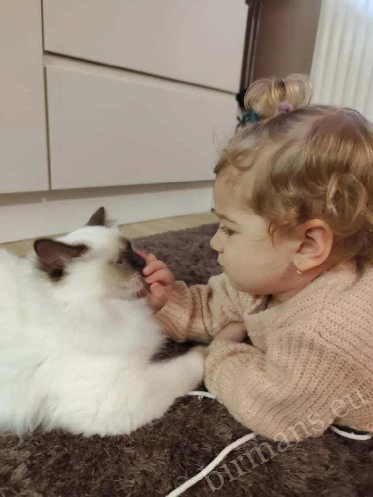 Chat Birman Saba Poppy et un jeune enfant se touchant mutuellement en Hongrie – véritable retour client