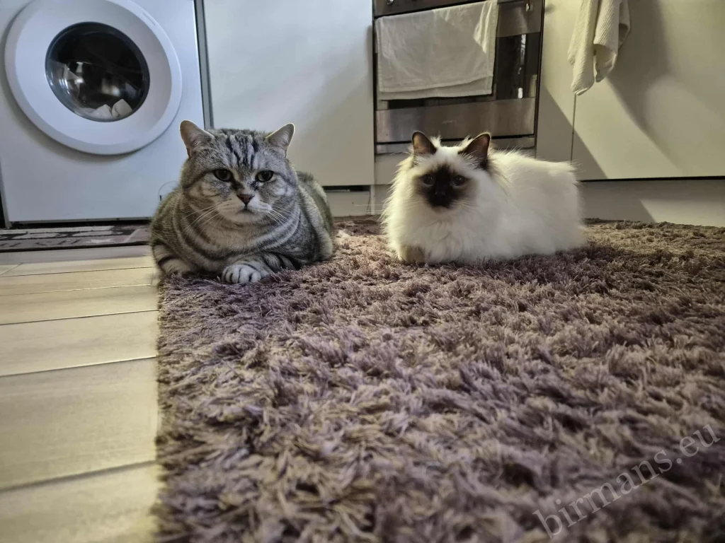 Chat Birman Saba Poppy avec un chat British Shorthair – véritable retour client, coexistence harmonieuse