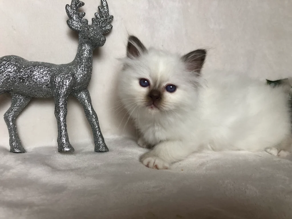 Chaton Birman Saba Poppy à l'élevage Saba – jeune âge, photo prise chez l'éleveur