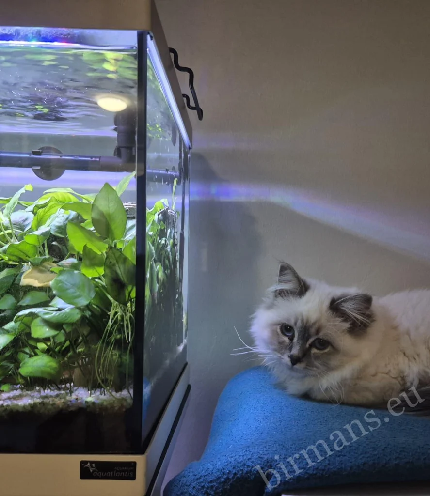Chat Birman Saba Serenity devant un aquarium en Autriche – retour réel d'un client, observation paisible
