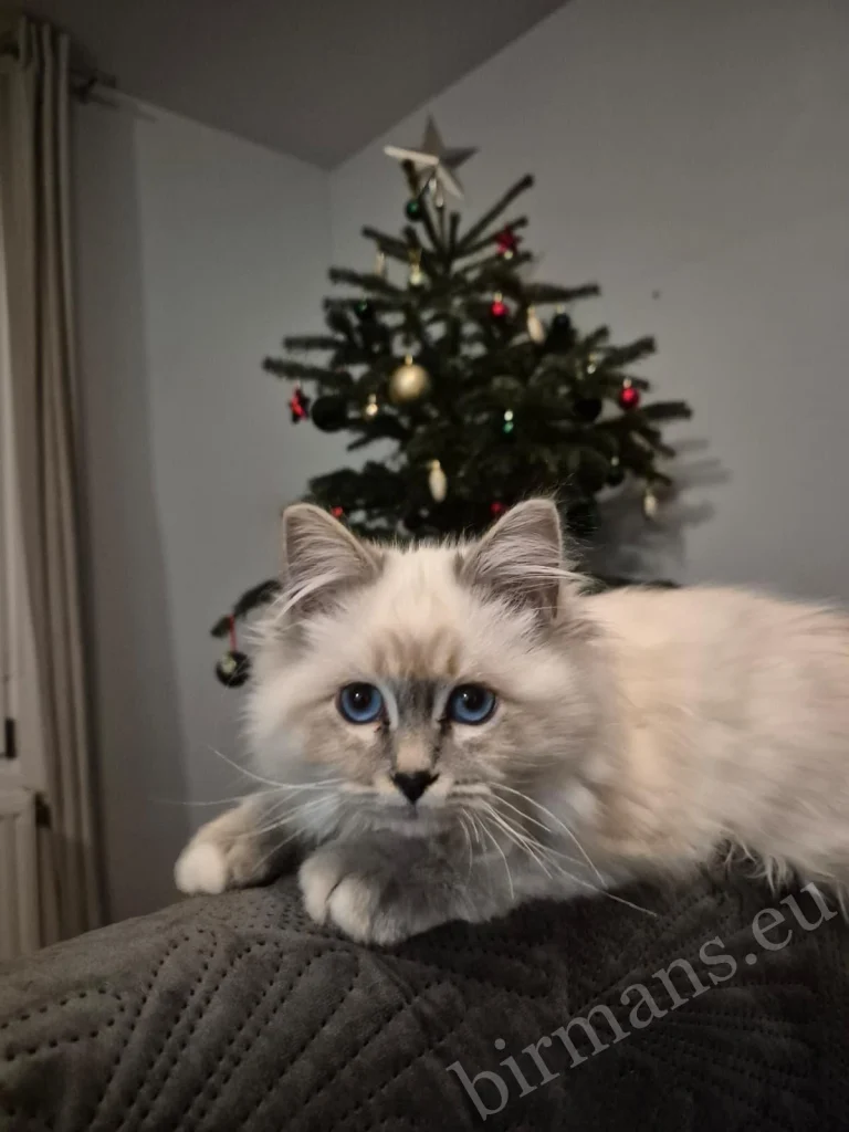 Chat Birman Saba Serenity devant un sapin de Noël en Autriche – retour réel d'un client, environnement domestique festif