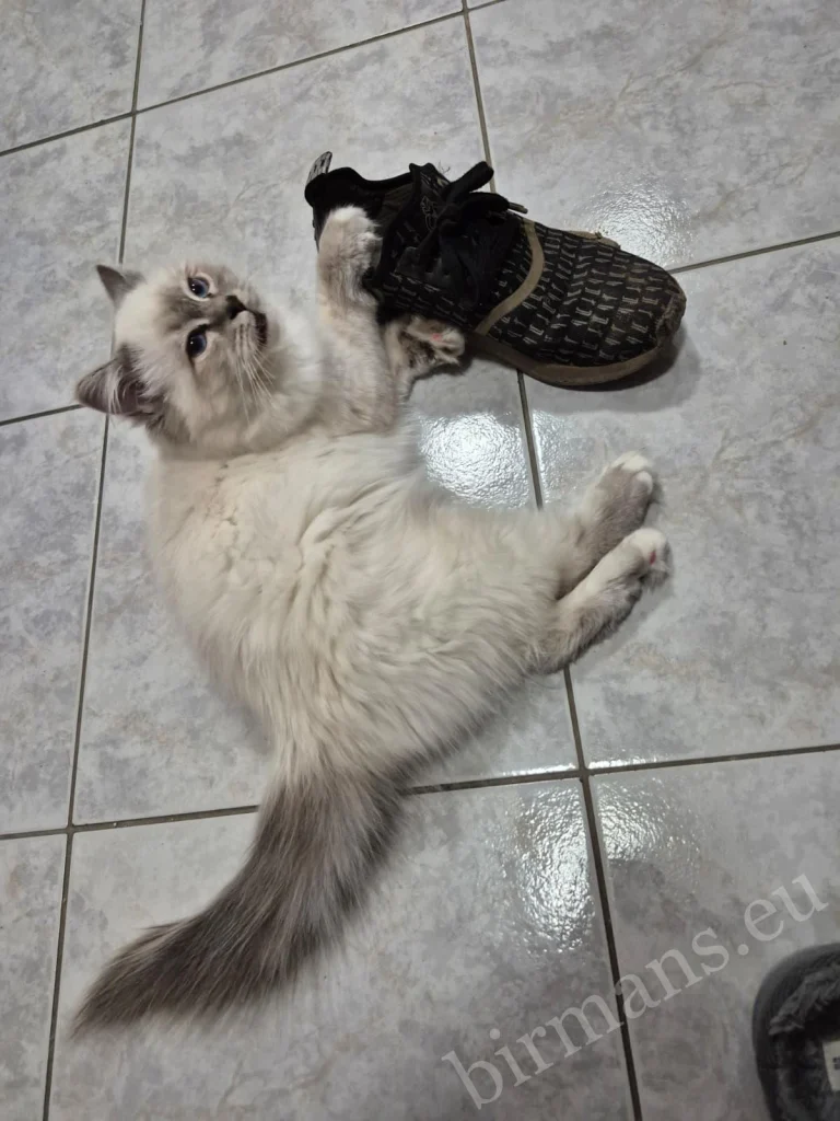 Chat Birman Saba Serenity jouant avec une pantoufle en Autriche – retour réel d'un client, comportement joueur