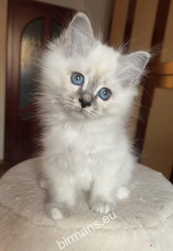 Portrait rapproché du chat Birman Saba Serenity dans l'élevage – yeux bleus caractéristiques et traits délicats