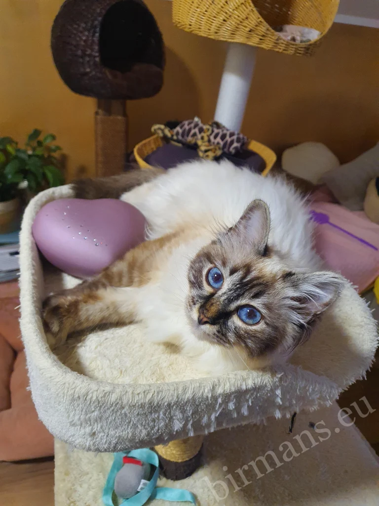 Chat Birman Saba sur un griffoir en Slovénie – véritable retour client