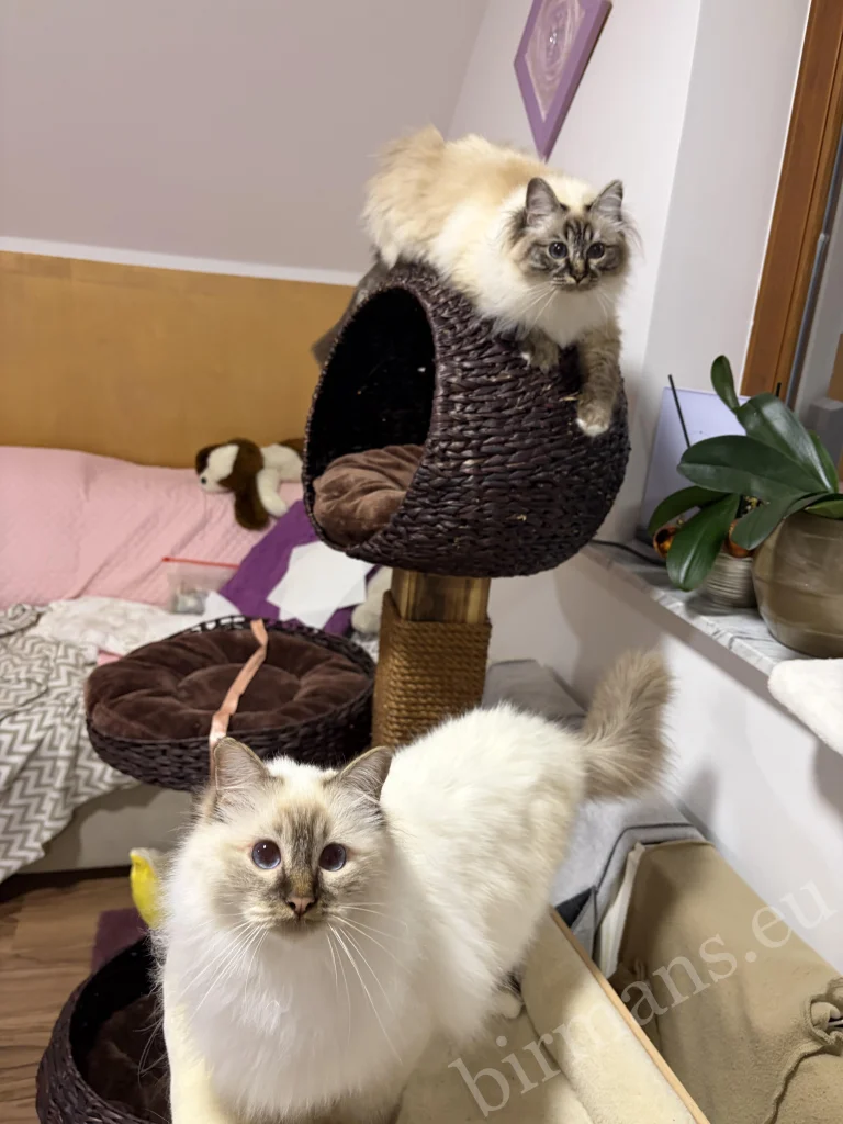 Chats Birmans Saba Toma et Saba Taila dans un environnement domestique en Slovénie – véritable retour client