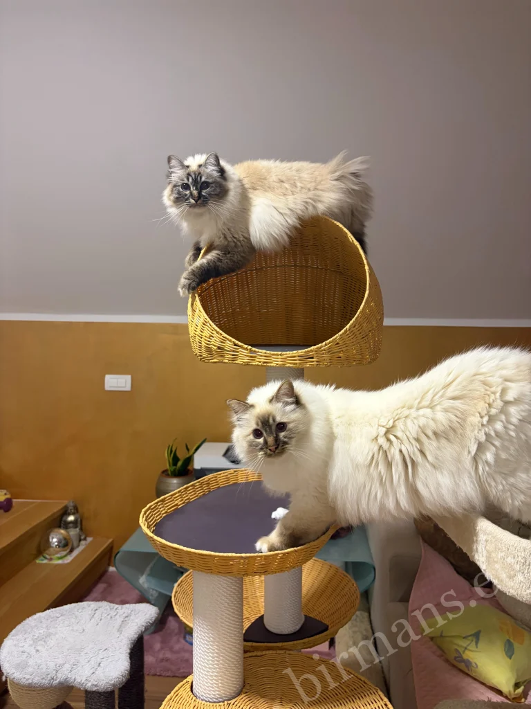 Chats Birmans Saba au sommet d'un griffoir en Slovénie – véritable retour client