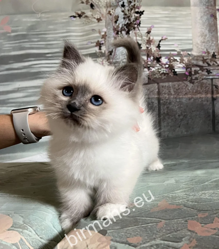 Chat Birman Saba Tracie dans l'élevage Saba en Hongrie – environnement paisible et présence naturelle