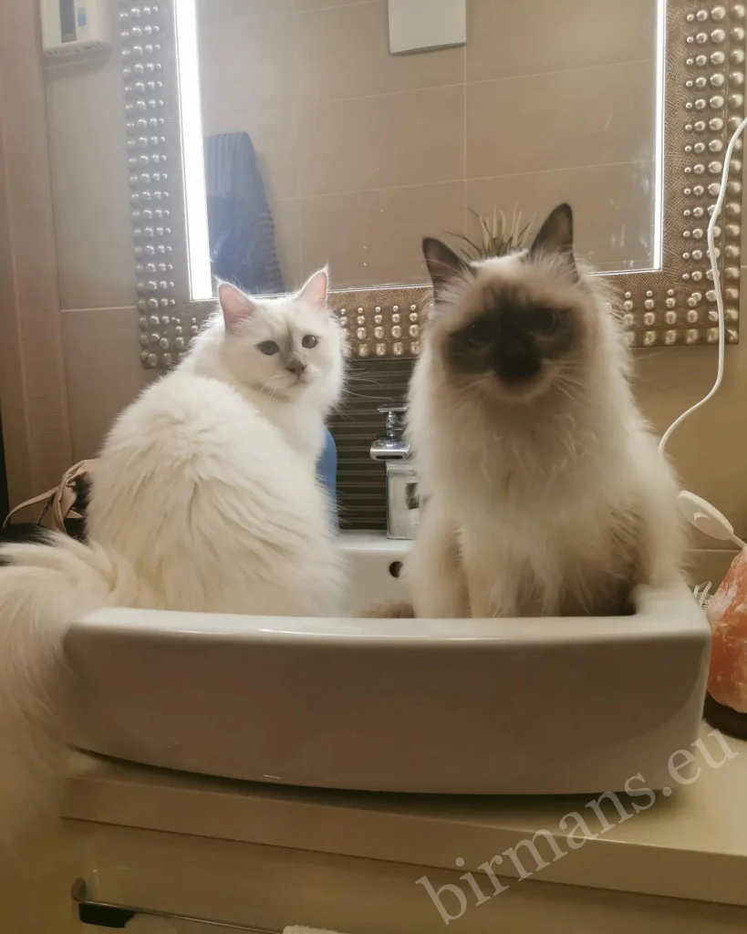 Chat Birman Saba dans le lavabo de la salle de bain en Slovénie – témoignage client authentique