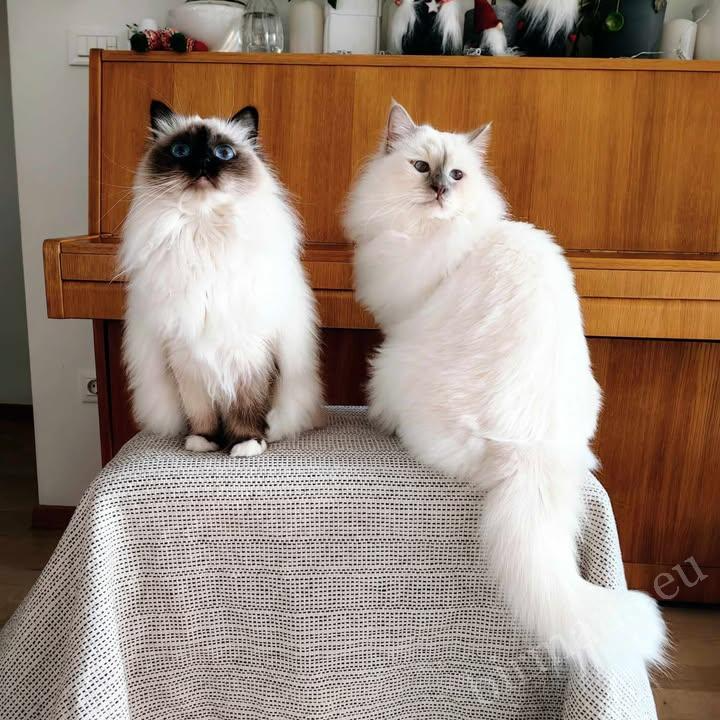 Chats Birman Saba Unity (Perla) et Saba Jasper (Gasper) dans leur environnement domestique en Slovénie – témoignage client authentique