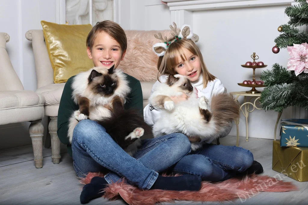 Chats birmans Saba Wanderer et Saba Hamlet dans les bras de deux enfants à Noël en Suisse – témoignage client réel