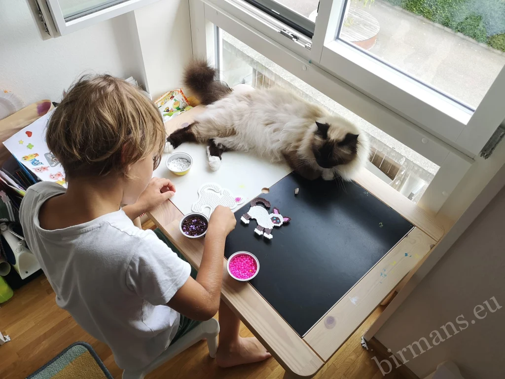 Chat Birman Saba Wanderer avec une petite fille sur une table à dessin en Suisse – véritable retour client