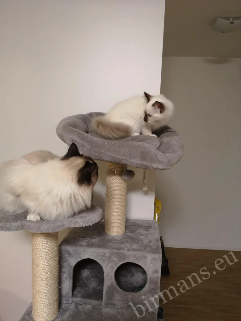 Chats Birmans Saba Wanderer et Saba Hamlet sur un griffoir en Suisse – véritable retour client